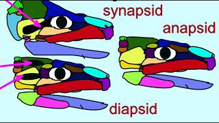 amniote diversity 1 anapsids synapsids [upl. by Annyl731]