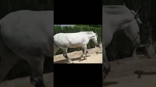 Giant DraftmulePercheronmulishortsshortvideosanimalhorsemuaresmuladeiroszugtiermulemuli [upl. by Palila]