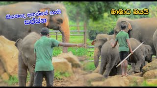 නපුරු කම පුරැදු උන සජ්ජන  Cute Twins Baby Elephant Pinnawala [upl. by Aneehsat1]