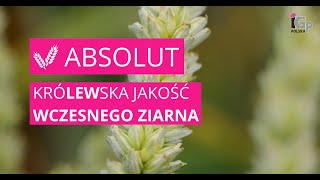 🌱 Pszenica ozima ABSOLUT [upl. by Serafina]