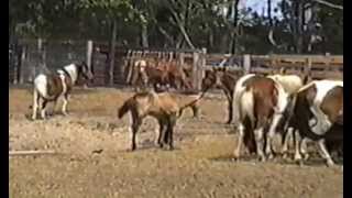 1995 Chincoteague Pony Penning [upl. by Riedel]