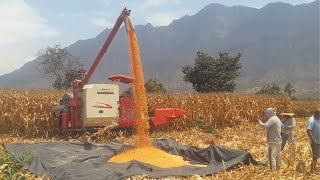 Cosechadora de Maíz en el Campo  Maquina cosechando maíz Amarillo [upl. by Netram172]