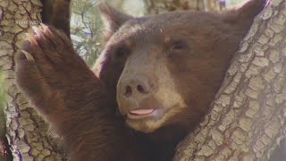 Bear swims long distance climbs multiple trees in Castaic neighborhood [upl. by Nuyh]