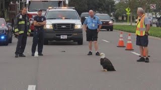 Police Officers Close Down Road To Rescue Injured Bald Eagle [upl. by Seravart]