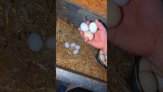 Collecting Chicken Eggs To Sell chickeneggs [upl. by Ax]