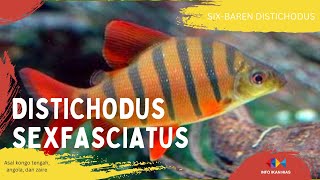 DISTICHODUS SEXFASCIATUS atau SIXBAREN DISTICHODUS ikan hias Asal kongo tengah angola dan zaire [upl. by Savihc]