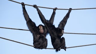 Siamang gibbon monkey sound  gibbon monkey [upl. by Akere258]