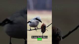 Impale Its Prey On Thorns  Butcher Bird  Loggerhead Shrike birdofprey [upl. by Ahsinra]