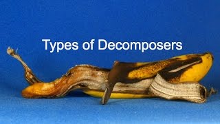 Types of Decomposers [upl. by Alim25]