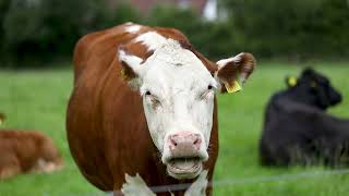 How can you make your farm more sustainable Find out at our Open Day this July on Tullamore Farm [upl. by Aerdnna]