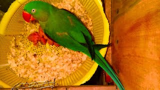 Inside Nestbox  Alexandrine Parakeet [upl. by Adeirf967]