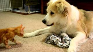 video 33 Murkin the Dog playing gently with a kitten [upl. by Anirahc]