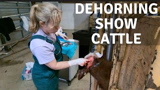 Dehorning Show Cattle [upl. by Proudman85]