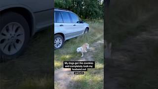 Shocking My dog got the ZOOMIES and took out my husband [upl. by Anetta928]