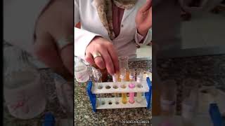 Enzymes Experiment Amylase Iipase Pepsin and Trypsin [upl. by Oilla]