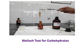 Molisch Test for Carbohydrates  Biochemistry Practical [upl. by Ennoitna359]