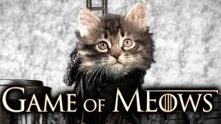 Game Of Thrones Cute Kitten Version [upl. by Chryste]