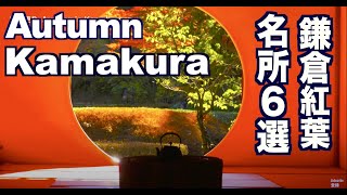 秋の鎌倉の紅葉の名所6選 Autumn leaves in Kamakura 鎌倉観光 旅行 日本の紅葉 紅葉便り 明月院 長谷寺 建長寺 覚園寺 円覚寺 獅子舞 鎌倉市 北鎌倉 trip Japan [upl. by Joseito]