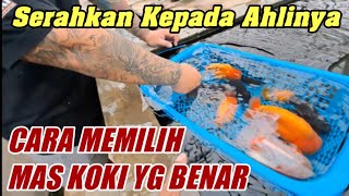 GUDANGNYA MAS KOKI JUMBO‼️ UPDATE HARGA MAS KOKI TERBARU TERMURAH BONCEL PASAR IKAN HIAS JATINEGARA [upl. by Yliah]