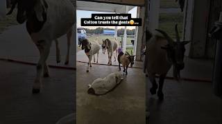 Rescue dog lays right in the aisle amp all the goats just walk around her dont mind me❤️🐐🐕😊 [upl. by Salsbury]