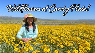 Amazing Wildflowers at Carrizo Plain National Monument [upl. by Fineman938]