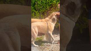 Mommy’s babies 🫶🏼 dog malakli doglover viralvideo youtubeshorts reels malaklı viralshorts [upl. by Danya]