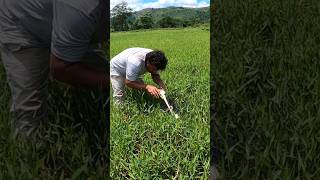 Buscando GUAPOTES en posas que deja el río [upl. by Nomrac]