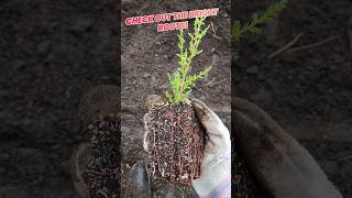 Italian Cypress  Southern Magnolia grown from seed tutorial and plants coming soon nature garden [upl. by Nart]