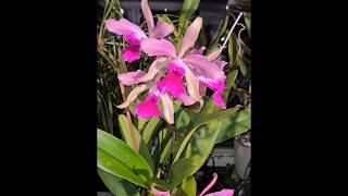 Lc Elegans a very bloomwilling reliable fast growing cattleya orchid now in bloom 7 flowers [upl. by Soraya]