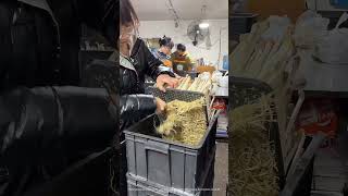 Amazing Process Of Cutting Root Hairs Of Peanut Sprouts [upl. by Bik]