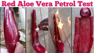 red aloe vera  red aloe vera test  red aloe vera in tamil [upl. by Westerfield]