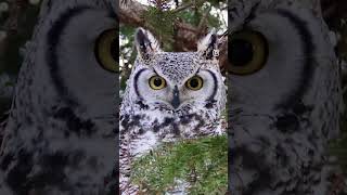 Spooky Halloween 🎃 watch halloween birds wildlife wildlifephotography youtubeshorts [upl. by Senalda]