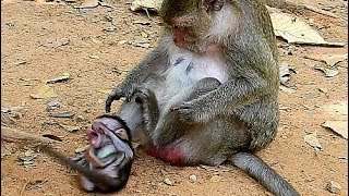 Break Heart When See Baby Hurt Why Bad Mum Fight Baby Monkey Cry Very Loudly [upl. by Nnoryt142]