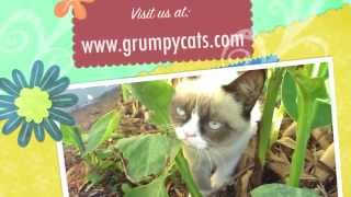 Grumpy Cat Meows [upl. by Nosnarb]