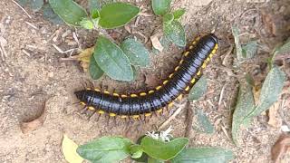 Millipede moving between plants millipedes millipede wormzone kenno worms keeda wormszone [upl. by Dorine]