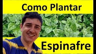 Como Plantar Espinafre passo a passo da Germinação até a Colheita [upl. by Aneerhs]