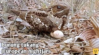 Sarang burung tukang nightjar [upl. by Notyard698]