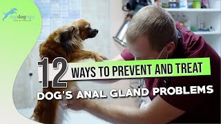 Dog’s Anal Gland Problems 12 Ways to Prevent and Treat [upl. by Shapiro]