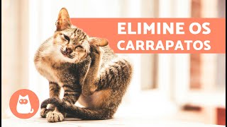 6 REMÉDIOS CASEIROS PARA CARRAPATOS EM GATOS 🐱🕷️ Muito Eficazes [upl. by Ara]