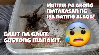 Feeding my Old world Tarantulas quotEARTH TIGERSquot Vlog 63 [upl. by Dabbs]