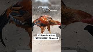 NSR parent rooster 🐓location NSR poultry farm Akkaraipatti dindugul district9787251070 [upl. by Neibart]