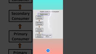 Trophic Levels in an Ecosystem [upl. by Radnaxela410]