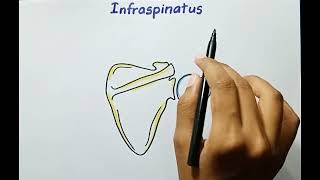 Infraspinatus Muscle  Origin Insertion Innervation Actions  Anatomy [upl. by Sommer]