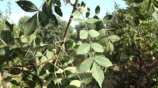 Hojas de Fresno Fraxinus angustifolia wwwriomoroscom [upl. by Av221]