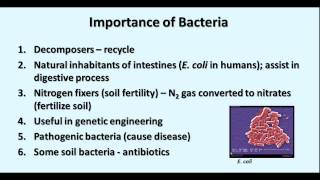 Microbiology  Bacteria amp Germ Theory [upl. by Norel]