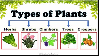 Types of Plants Types of Plants for Kids  Plants around us  Different types of Trees [upl. by Pauli950]