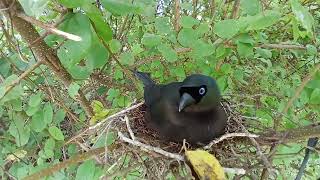 Rackettailed treepie bird Feed the baby in the nest well 10 Beautiful birds Rackettailed treepie [upl. by Arahk817]