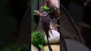 Welse Pleco Catfish L144 Longfin catfish wels plecofish vatoz longfin shortvideo [upl. by Melvena327]