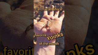 My favorite Yoinks of the month yoink yoinkman swomppuppy herping animals wildlife reptiles [upl. by Keir]