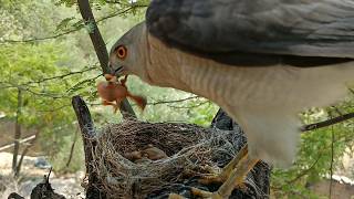 Falcon bird attacked the babies of black drongo bird AnimalsandBirds107 [upl. by Yssirhc]